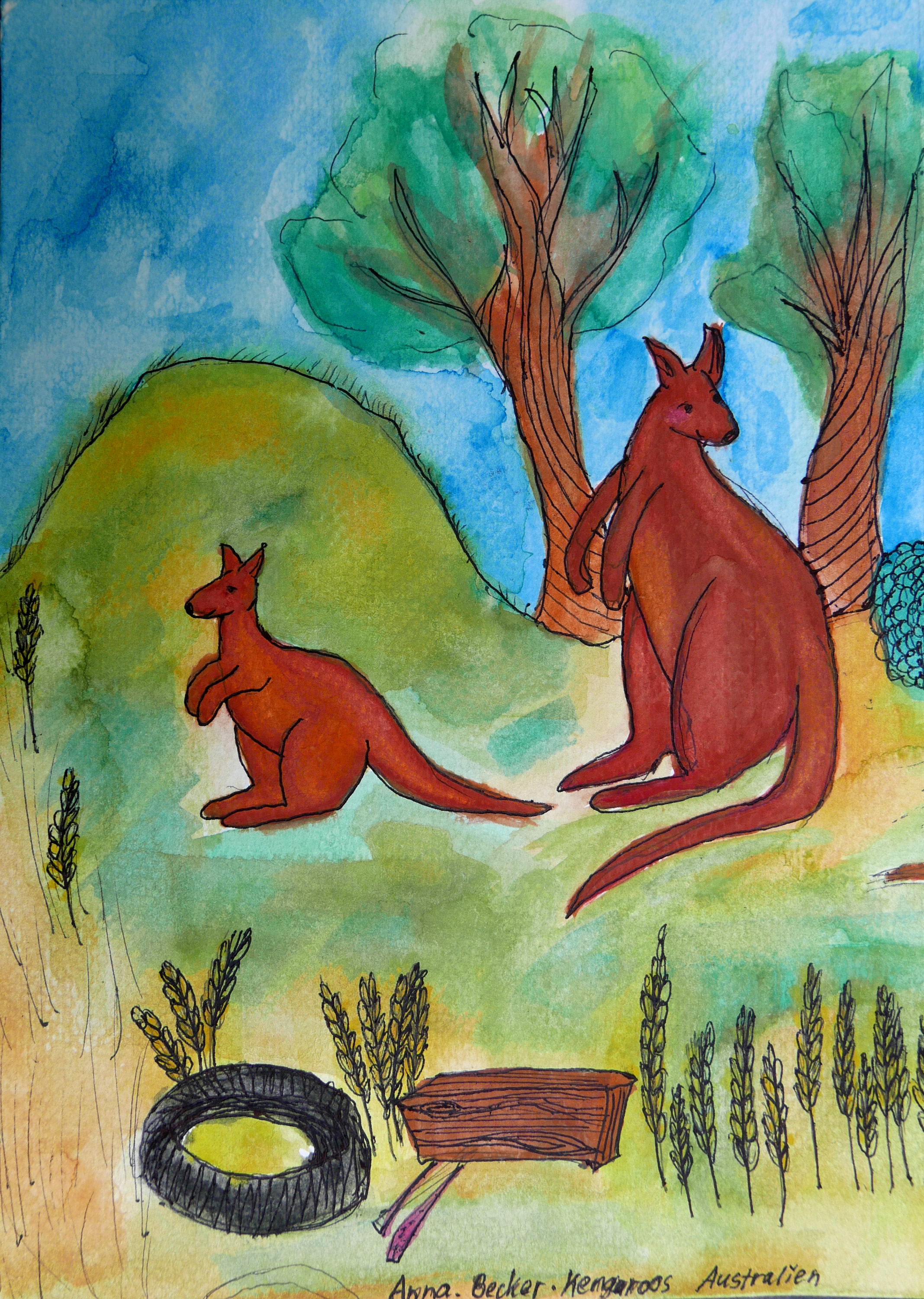 kangaroos Australia