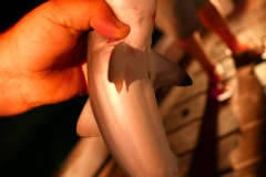 Townsville baby shark