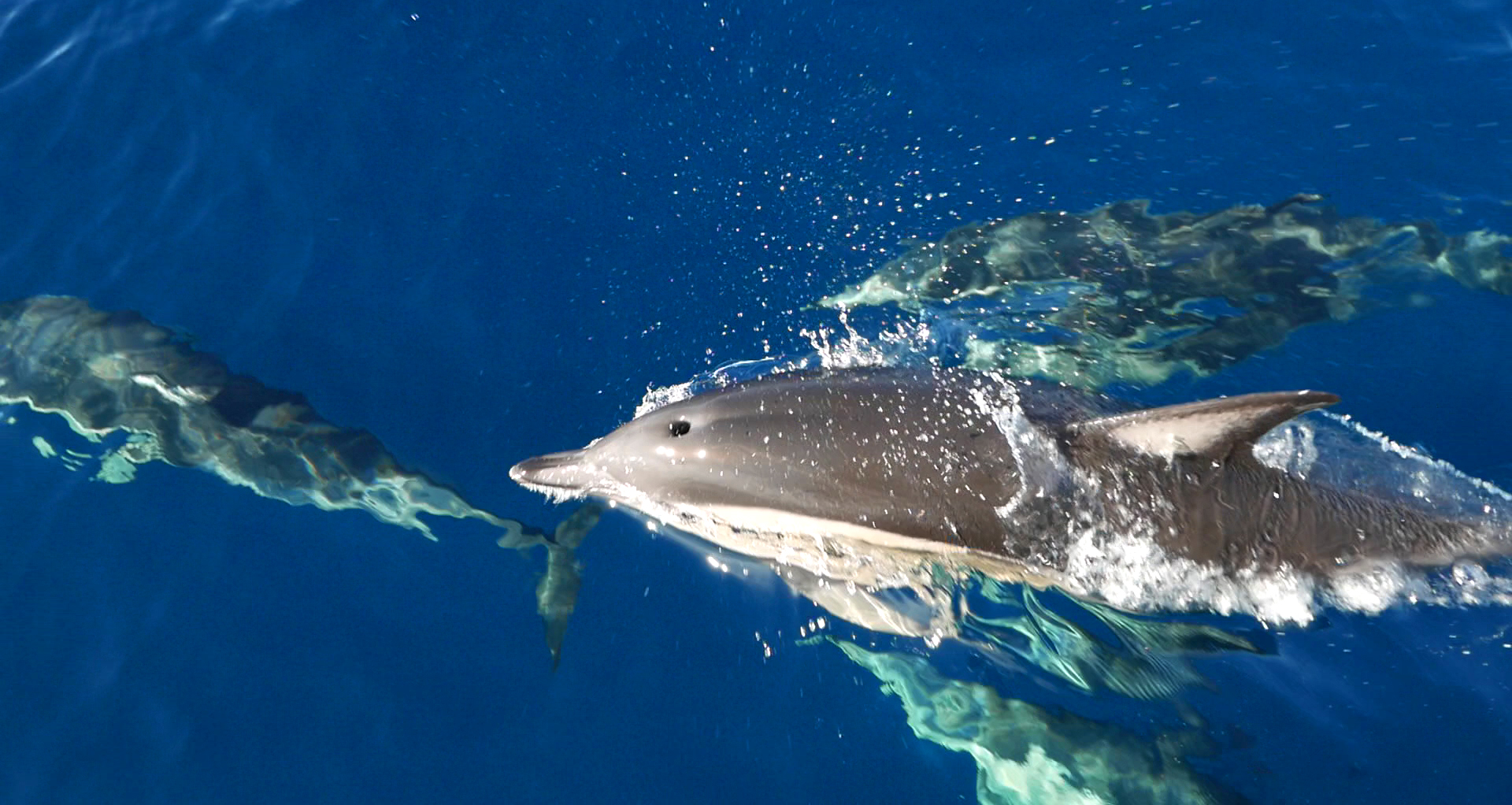 Dolphin Seafaris 1