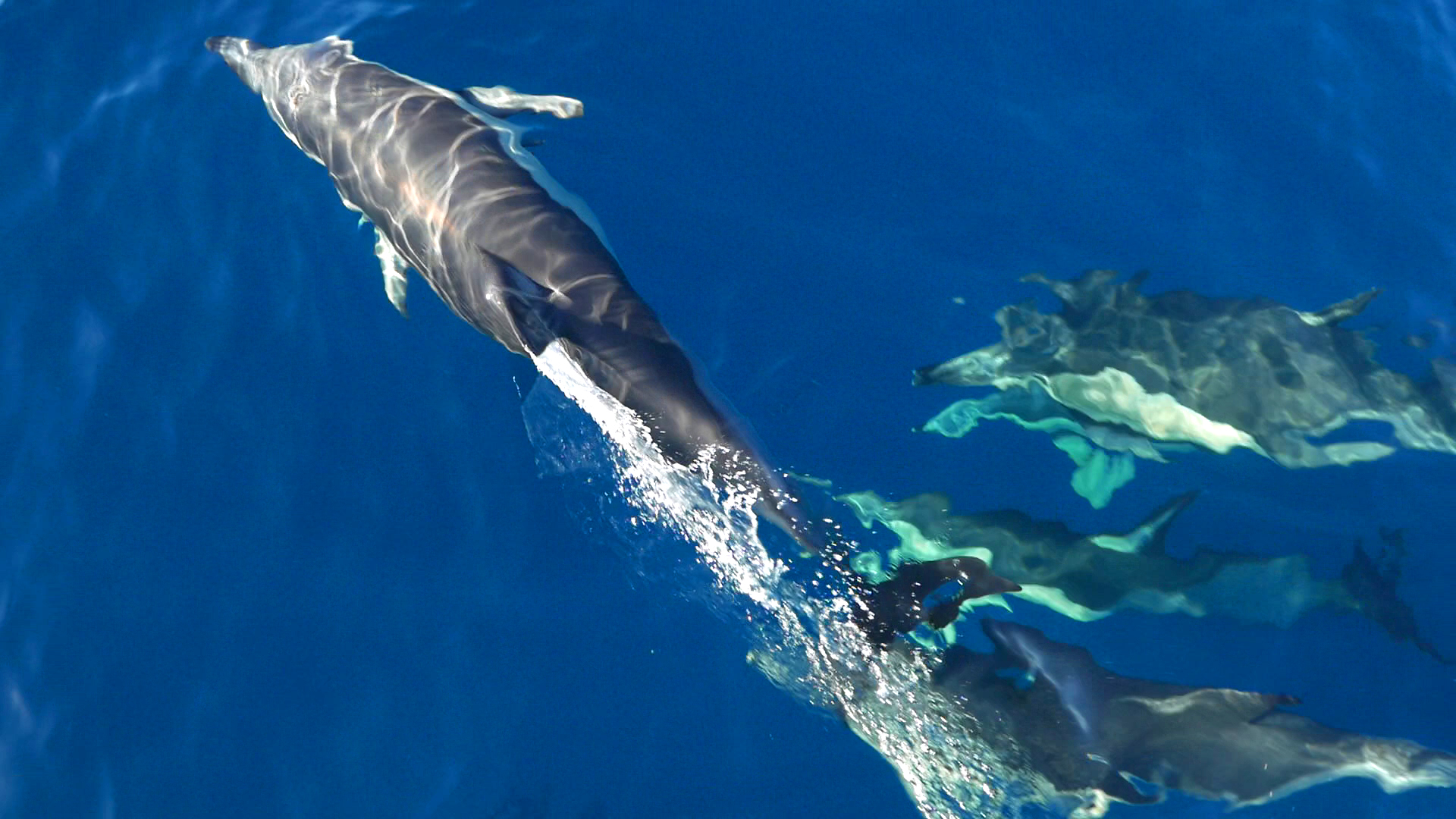 Dolphin Seafaris 2
