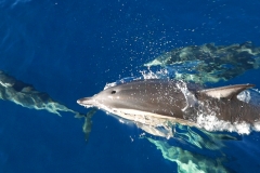 Dolphin Seafaris 1