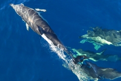 Dolphin Seafaris 2