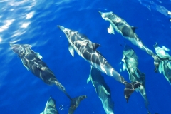 Dolphin Seafaris 3