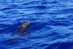 Dolphin Seafaris seal