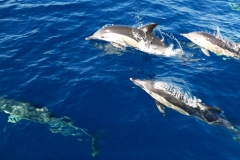 Dolphin Seafaris 4