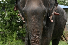 elephantstay 5