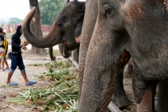 elephantstay 7