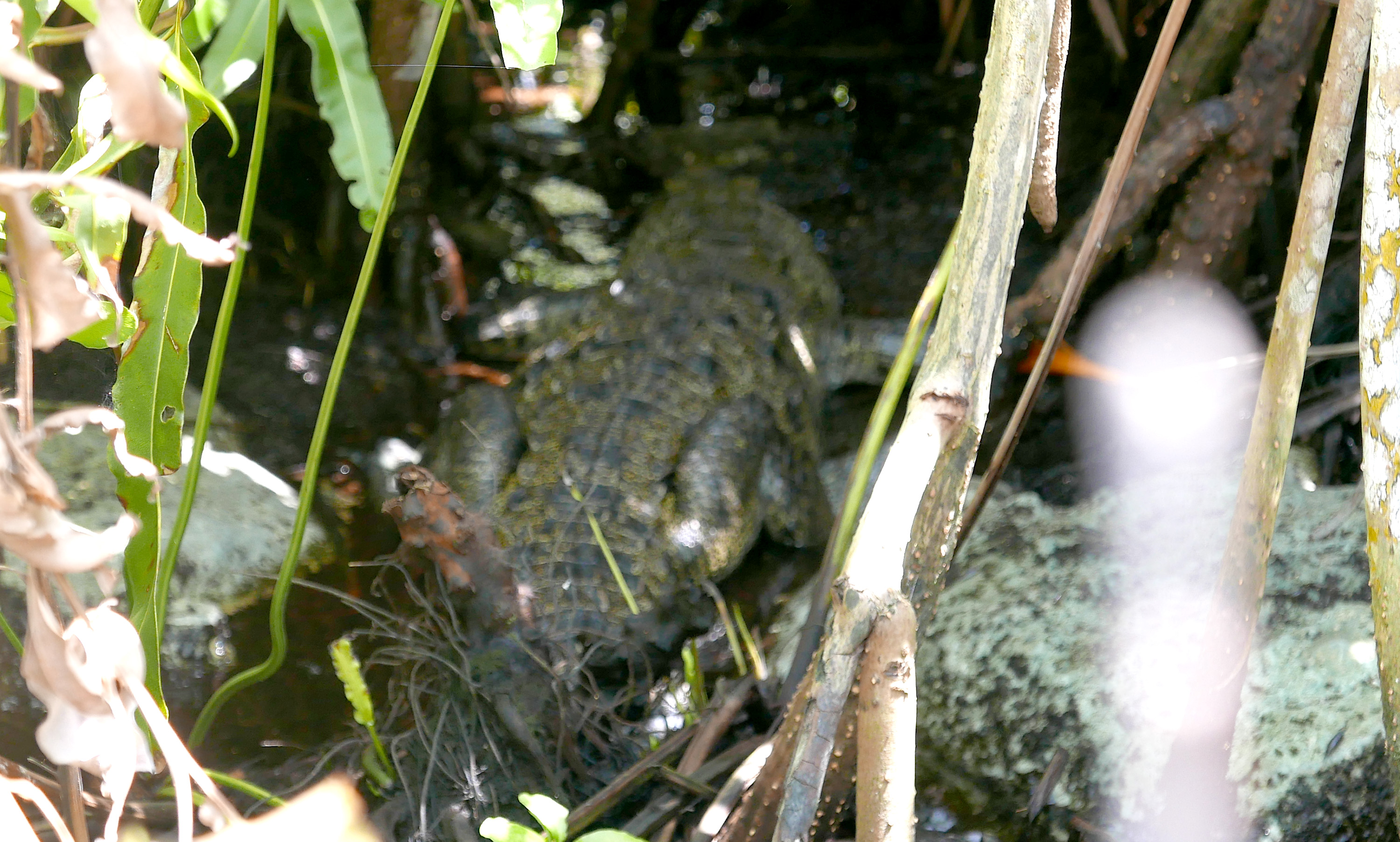 cenotes Tulum crocodile
