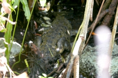 cenotes Tulum crocodile