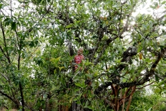 San Sebastian Mexico Anna on avocado tree