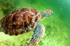 sea turtle with tulum diving and travel 1