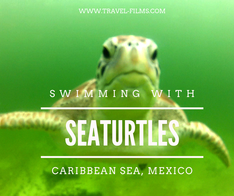 Swimming with Seaturtles
