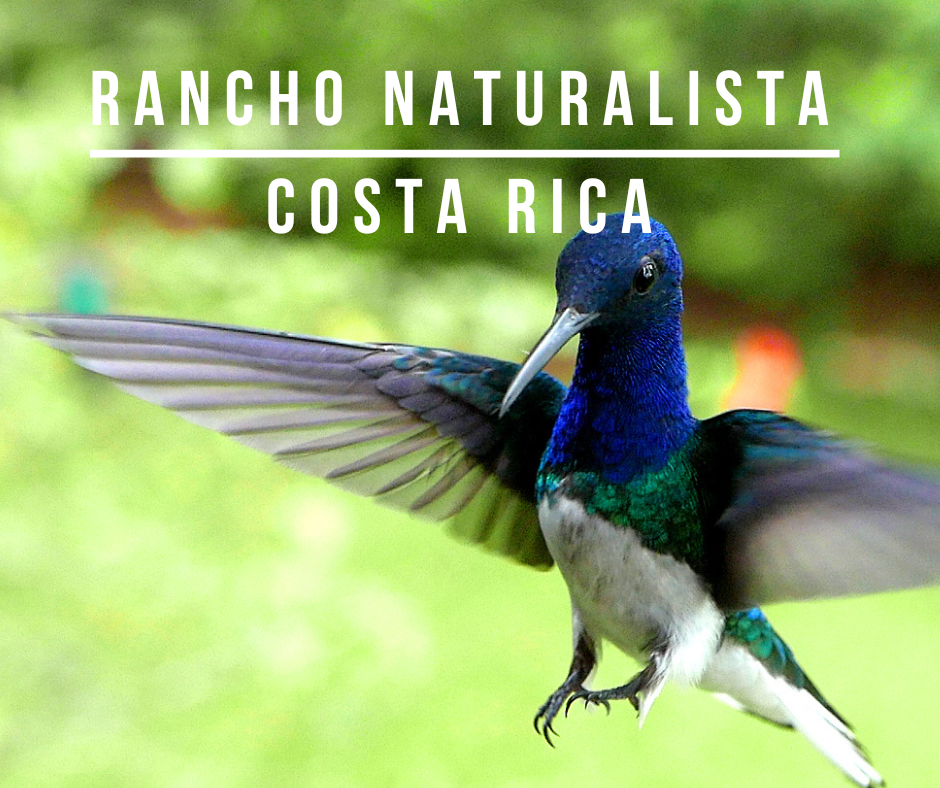 Rancho Naturalista Costa Rica Vogelbeobachtung
